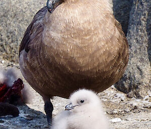 parent skua with chick