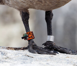 leg bands on bird