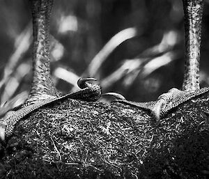 claws of skua