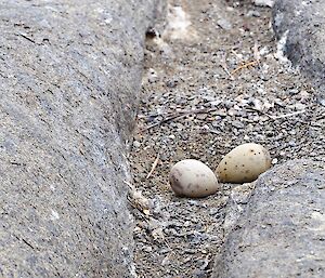 two eggs in rocks