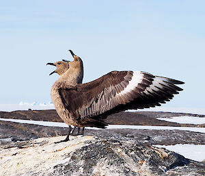 two skuas arch heads and open beaks