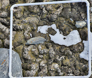 A moss bed in Antarctica before the heatwave.