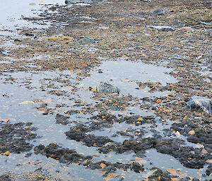 Flooding of a moss bed at Mossel Lake, Vestfold Hills, on 22 January 2020.