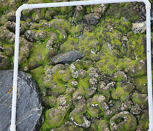 Green moss after snowmelt in Antarctica.