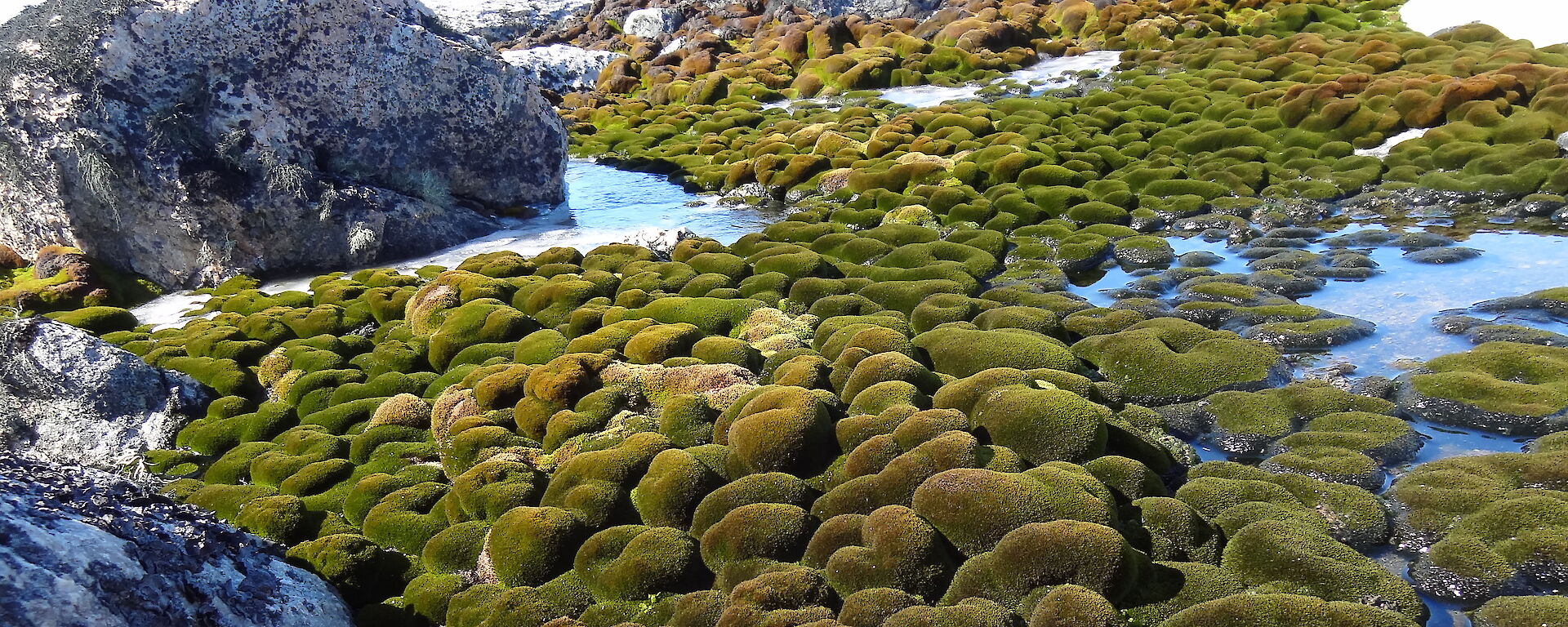 moss bed