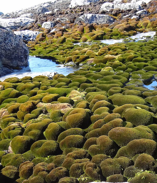moss bed