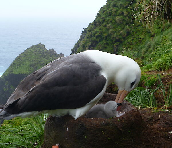 A black-browed albatross feeding a chick on its nest.