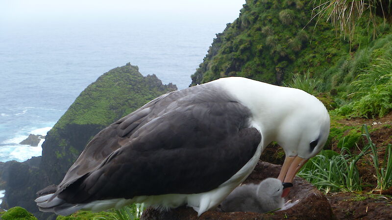 A black-browed albatross feeding a chick on its nest.