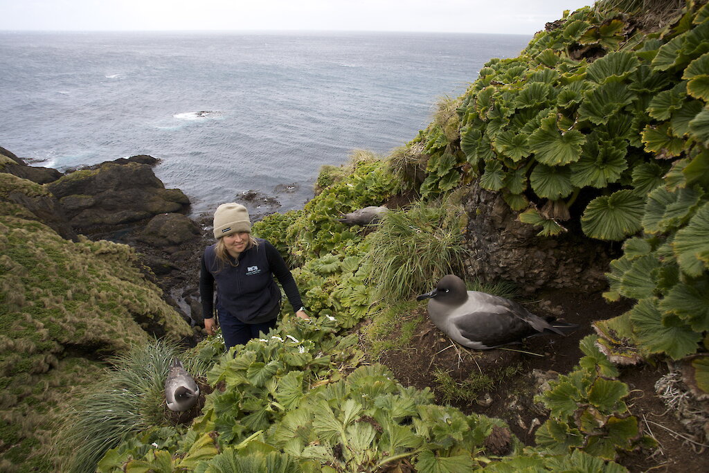 Jaimie Cleeland approaches two sooty albatross on their nests, surrounded by lush vegetation on Macquarie Island.