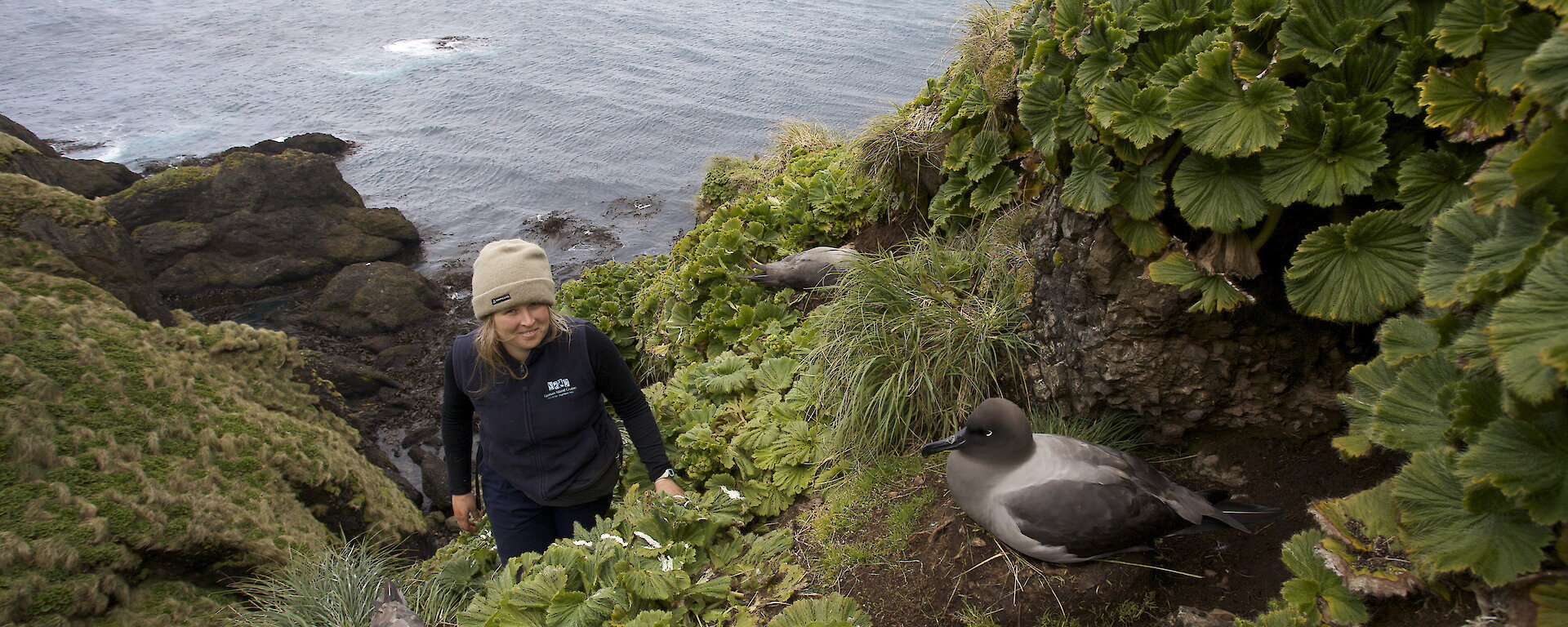 Jaimie Cleeland approaches two sooty albatross on their nests, surrounded by lush vegetation on Macquarie Island.