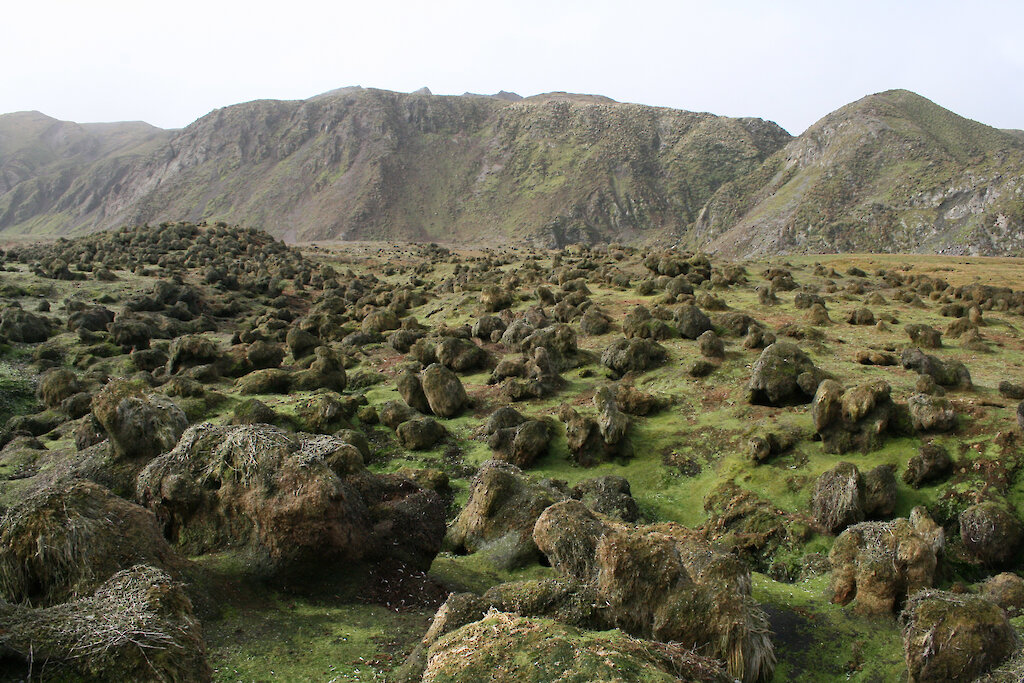 Vegetation on Macquarie Island, grazed and degraded by rabbits.
