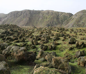 Vegetation on Macquarie Island, grazed and degraded by rabbits.