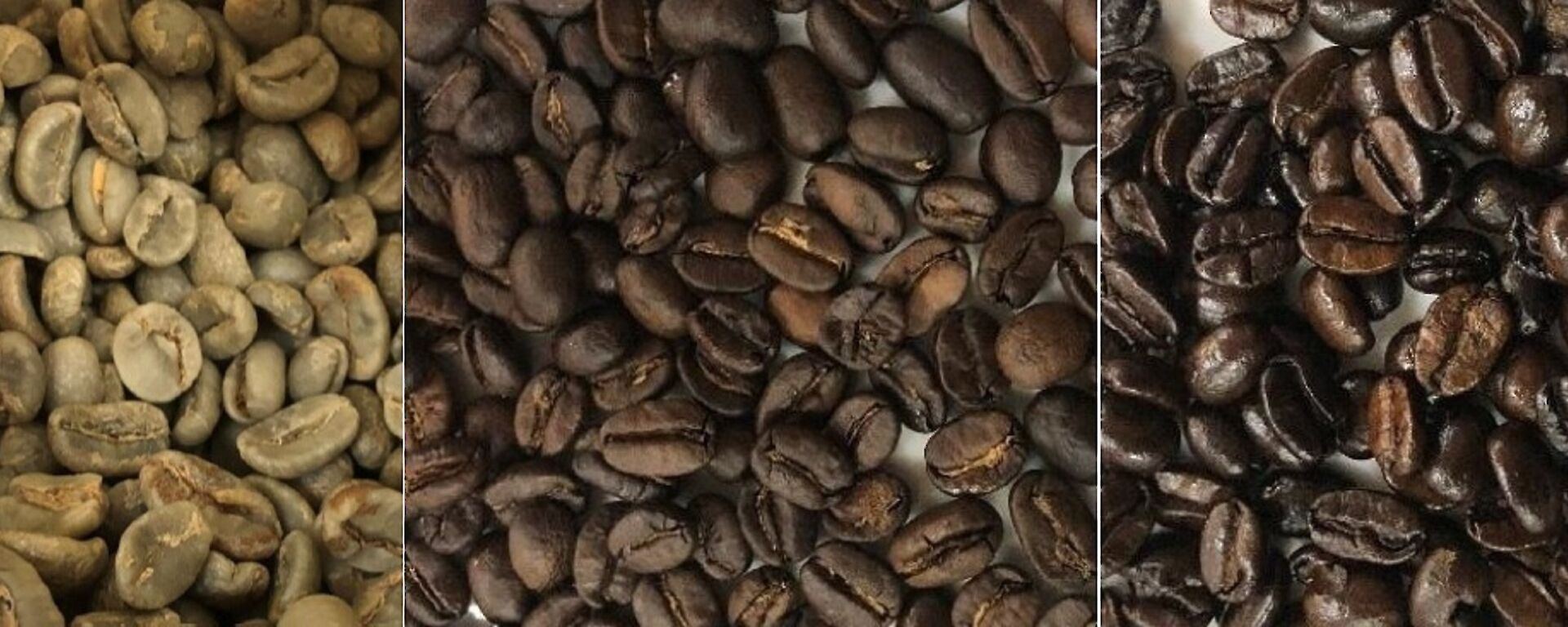 three images of coffee beans — green to brown to dark roasted brown