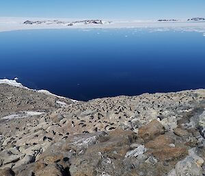 A view over an Adélie penguin colony on Odbert Island