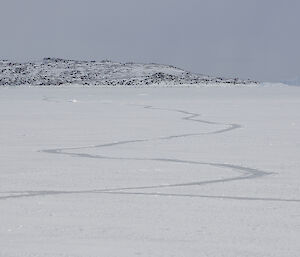 A grey elephant seal track zig zags its way across the white sea ice