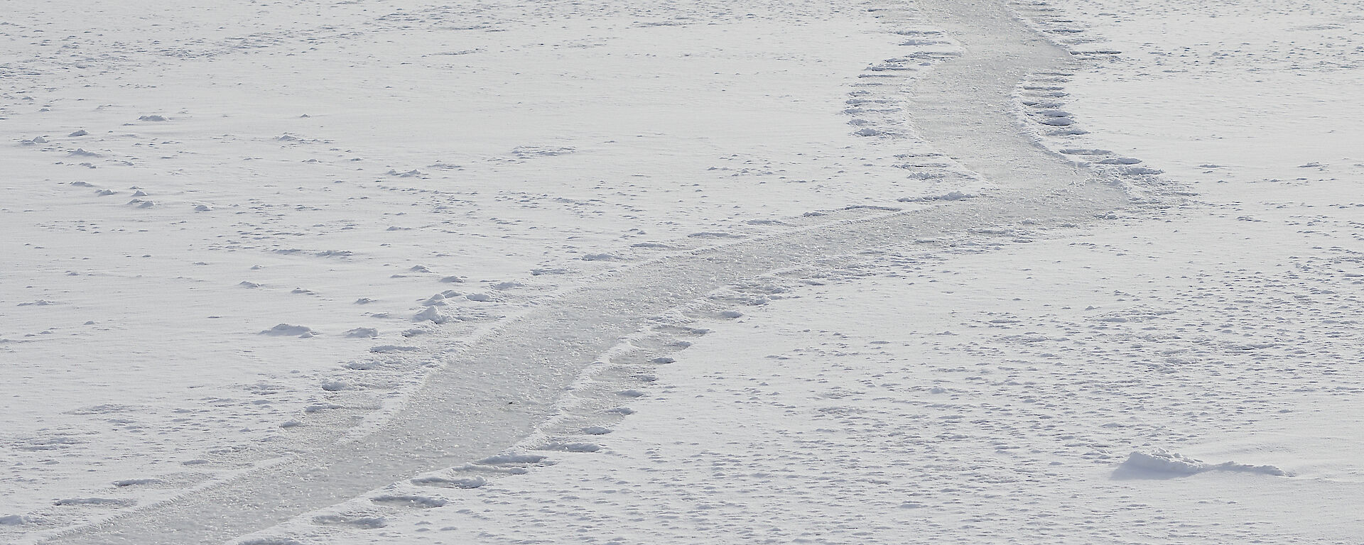 An elephant seal track across the snow covered grey sea ice