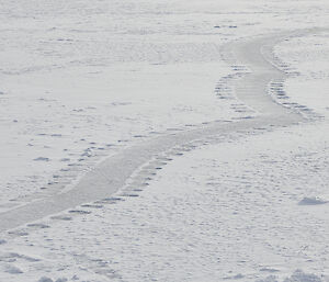 An elephant seal track across the snow covered grey sea ice
