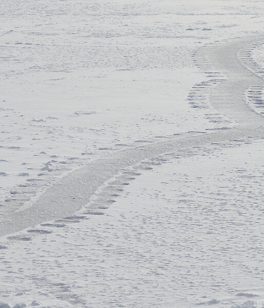 An elephant seal track across the snow covered grey sea ice