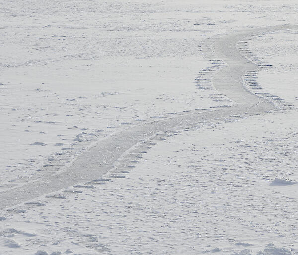 An elephant seal track across the snow covered grey sea ice