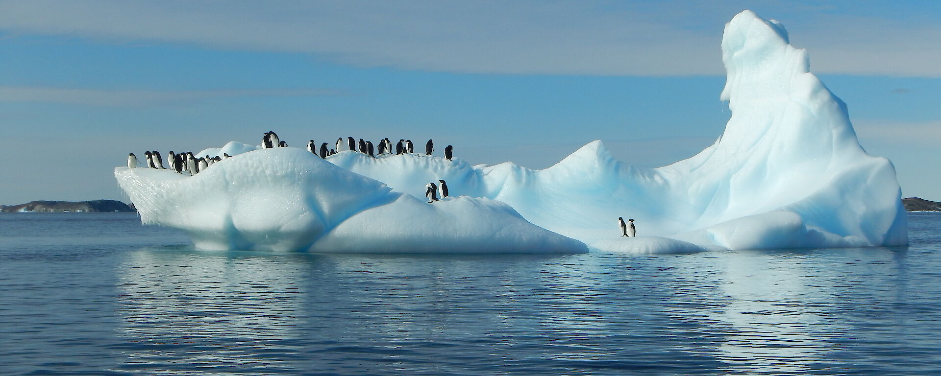 Penguins on iceberg