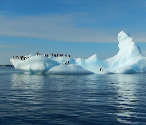 Penguins on iceberg