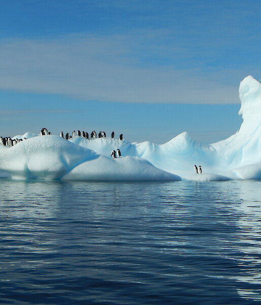 Penguins on iceberg