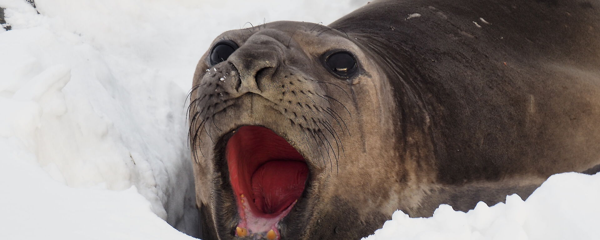 An elephant seal with its mouth wide open while lying in the snow