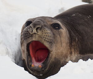 An elephant seal with its mouth wide open while lying in the snow