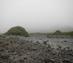 Rocky penguin rookery