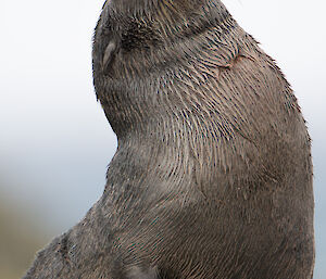 Fur seal resting on a tussock