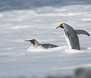 Two king penguins in foamy sea water along the beach edge