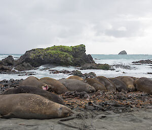 A group of moulting elephant seals lying on the beach