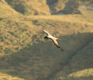 A light-mantled sooty albatross in flight