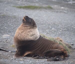 Hooker’s sea lion on the beach