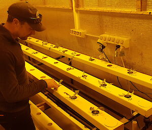 Man in hydroponics growing room