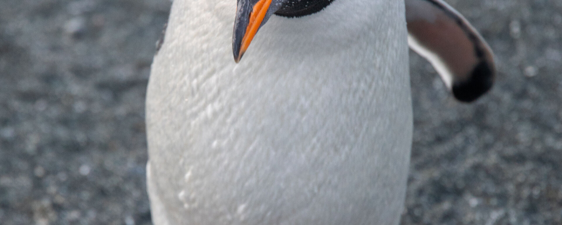 Gentoo penguin on a sandy beack