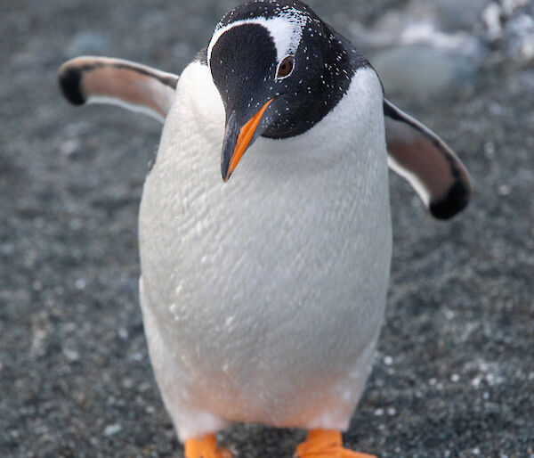 Gentoo penguin on a sandy beack