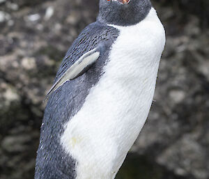 A rockhopper penguin standing on a rock