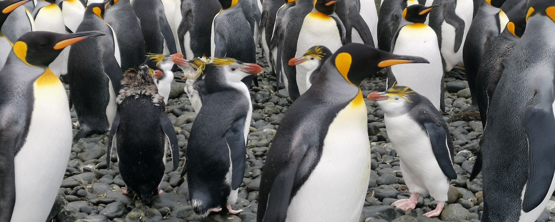 A group of royal penguins in the middle of a group of king penguins