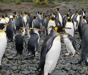 A group of royal penguins in the middle of a group of king penguins