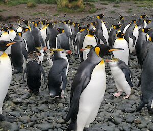A group of royal penguins in the middle of a group of king penguins