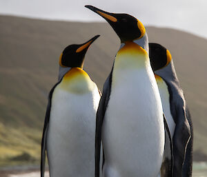 A trio of king pengiuns standing on the rocky beach