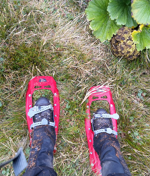 Looking down at snowshoes being worn by a ranger