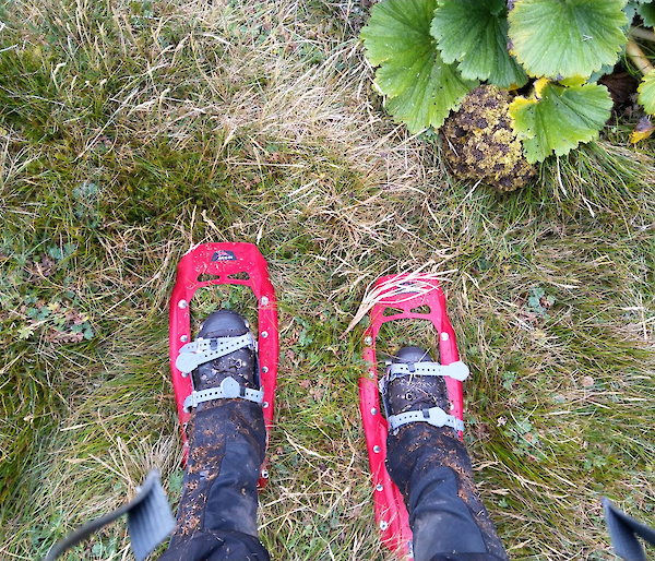 Looking down at snowshoes being worn by a ranger