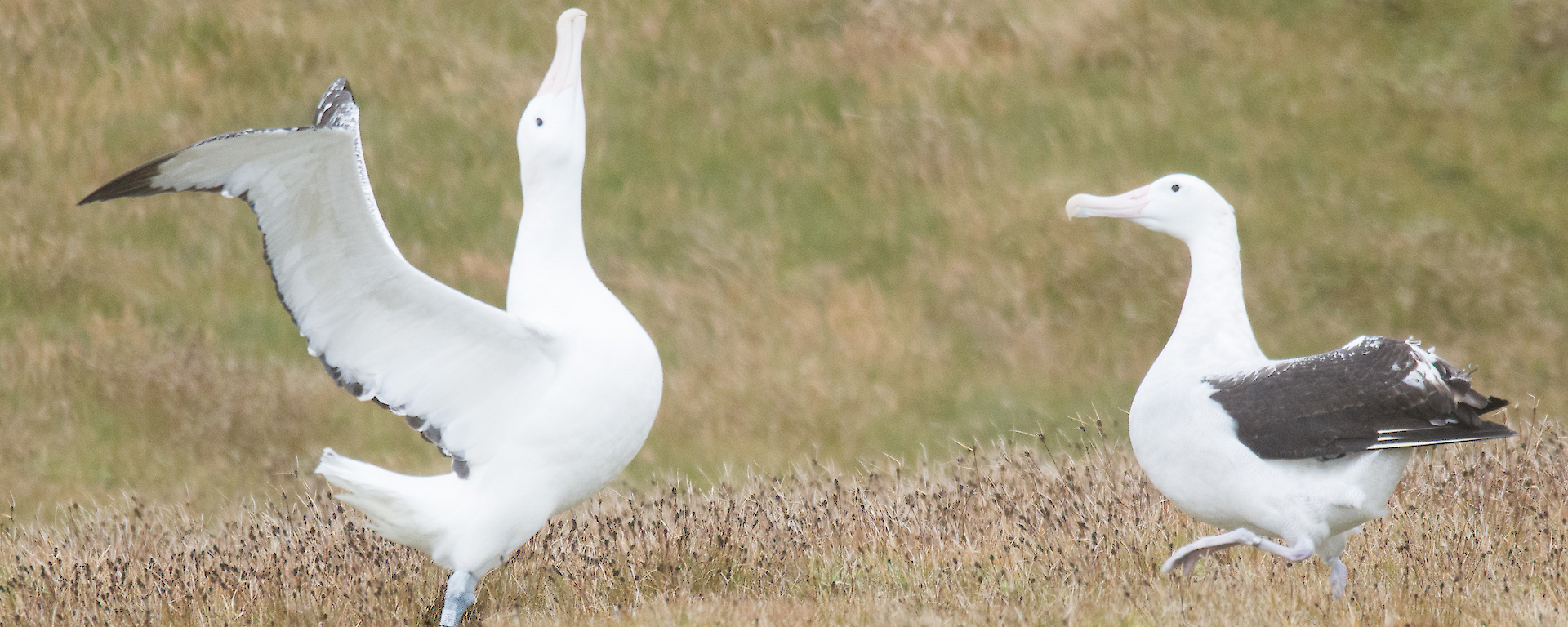 Two wandering albatross courting