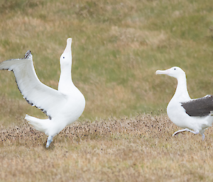 Two wandering albatross courting