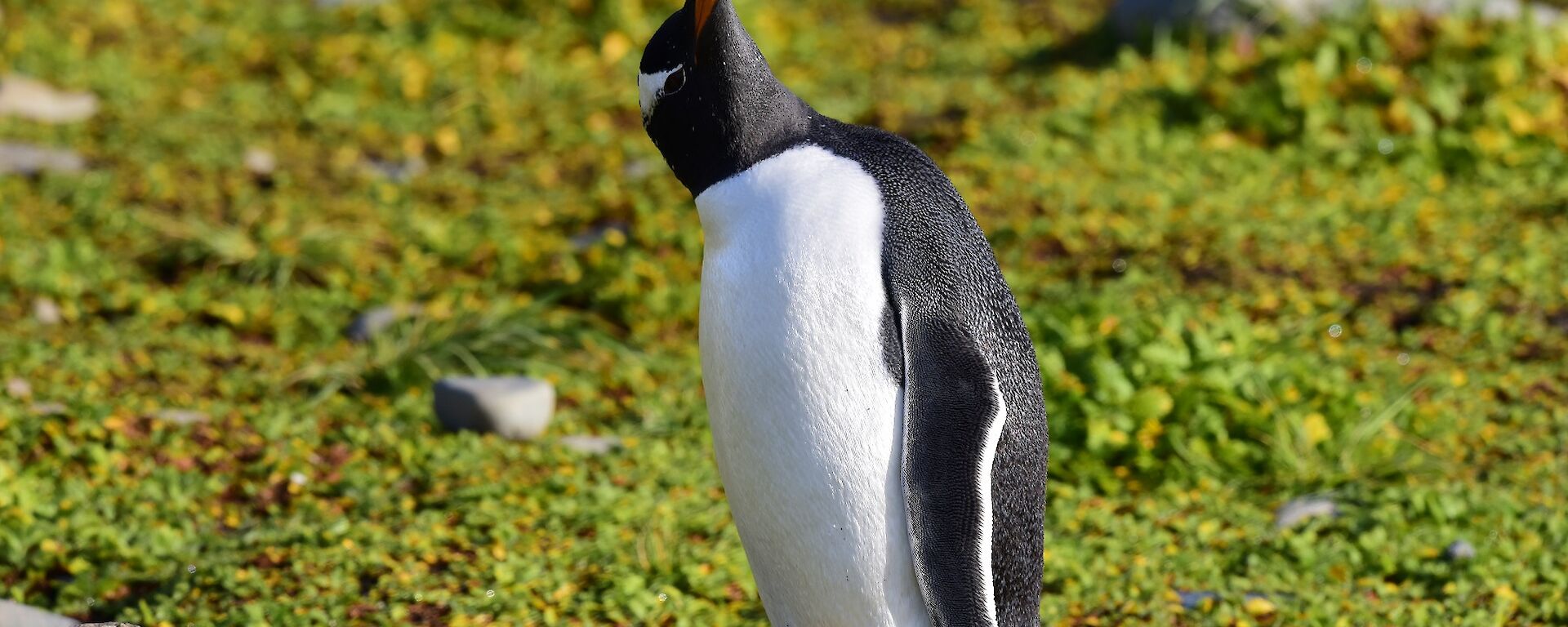 Penguin on vegetation