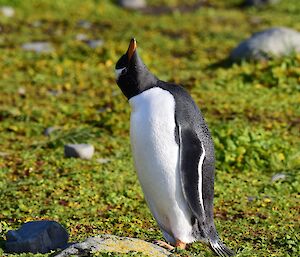 Penguin on vegetation