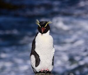 crested penguin on a rock