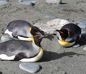 Three king penguins resting on the sandy beach